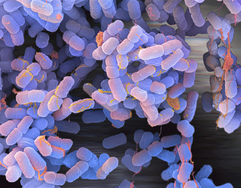 e-coli-bacteria.gif