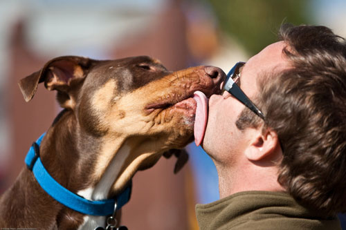 foster-dog-lick-by-mikebaird.jpg